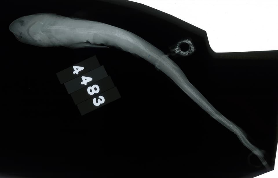 ภาพประกอบของ ปลา haeckelii (Scyliorhinus haeckelii)