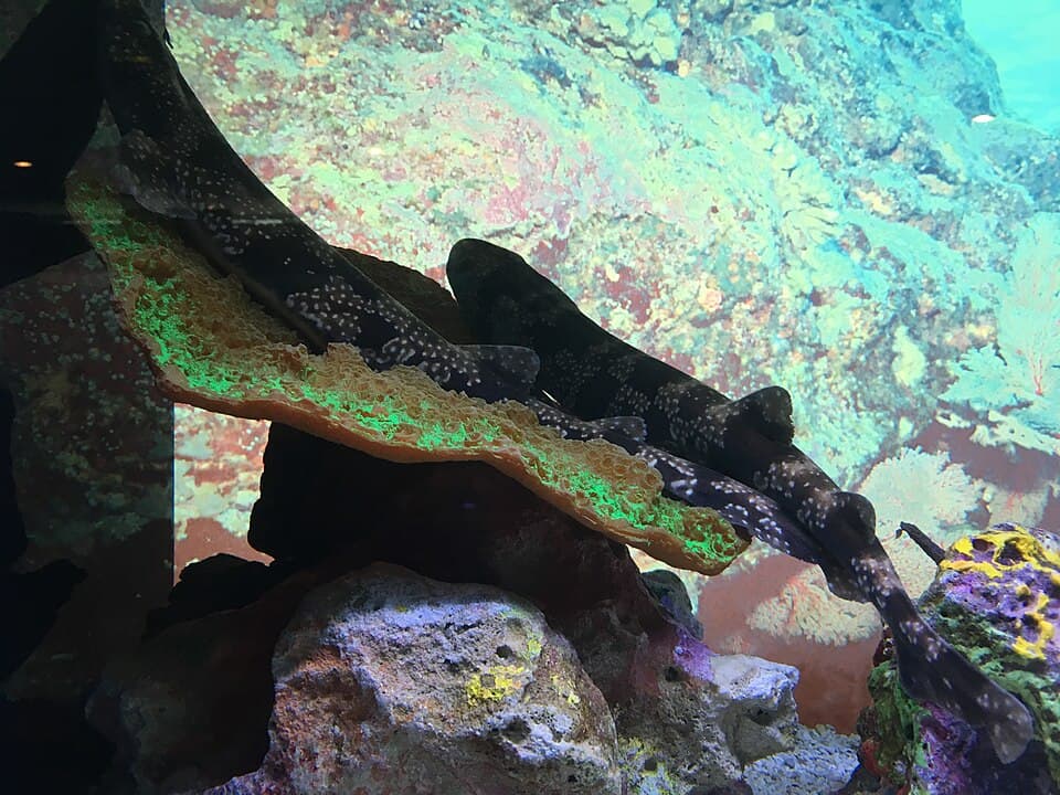 ภาพประกอบของ ปลา tokubee (Scyliorhinus tokubee)