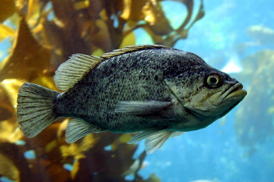 ภาพประกอบของ ปลา atrovirens (Sebastes atrovirens)
