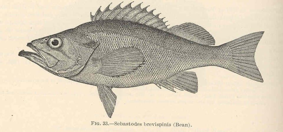 ภาพประกอบของ ปลา brevispinis (Sebastes brevispinis)