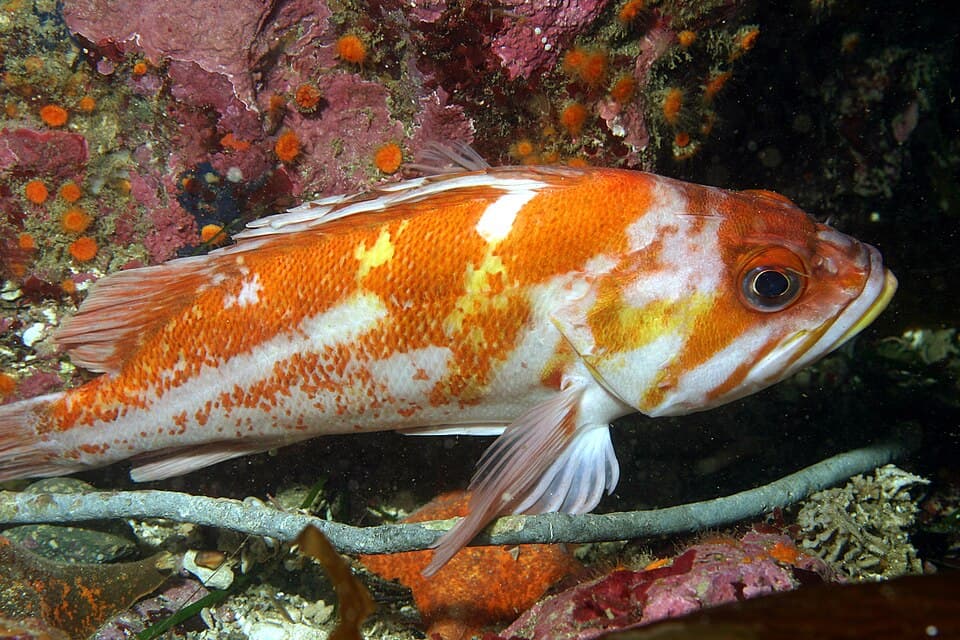 ภาพประกอบของ ปลา caurinus (Sebastes caurinus)
