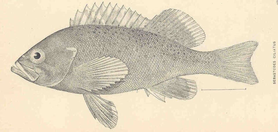 ภาพประกอบของ ปลา ciliatus (Sebastes ciliatus)