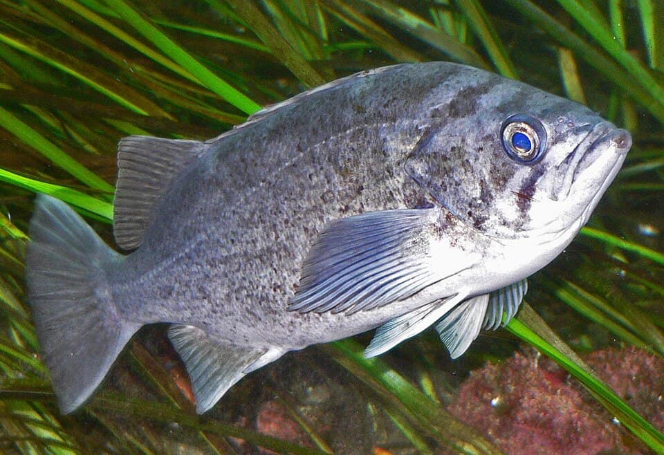 ภาพประกอบของ ปลา diaconus (Sebastes diaconus)