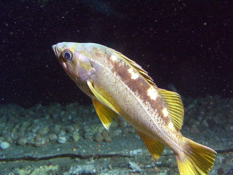 ภาพประกอบของ ปลา flavidus (Sebastes flavidus)