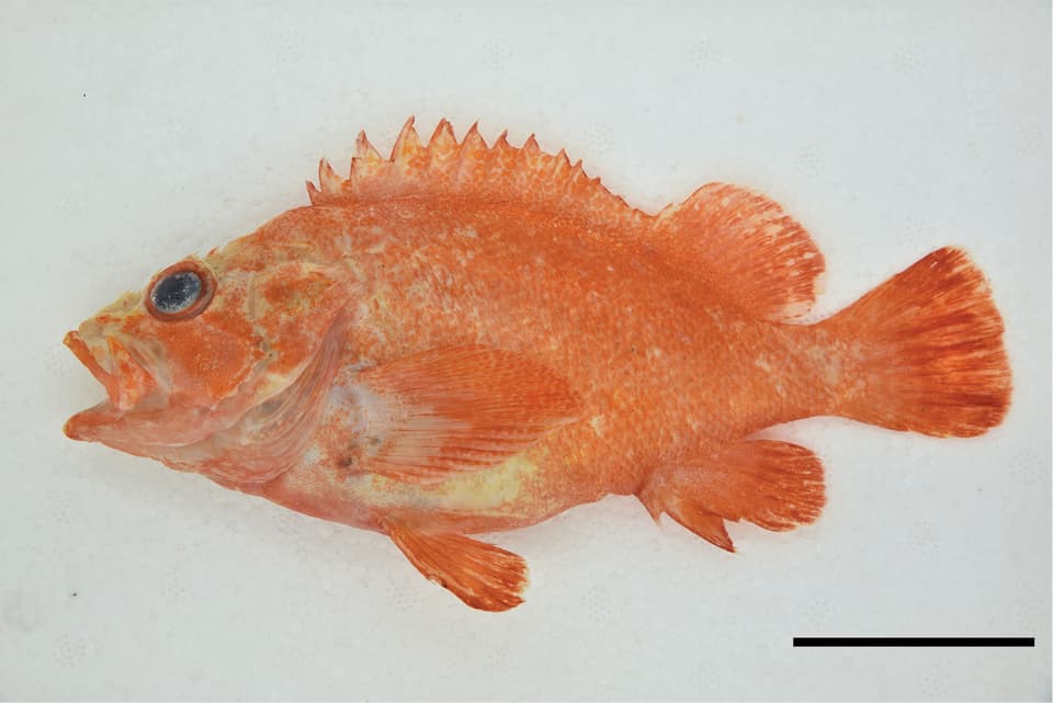 ภาพประกอบของ ปลา koreanus (Sebastes koreanus)