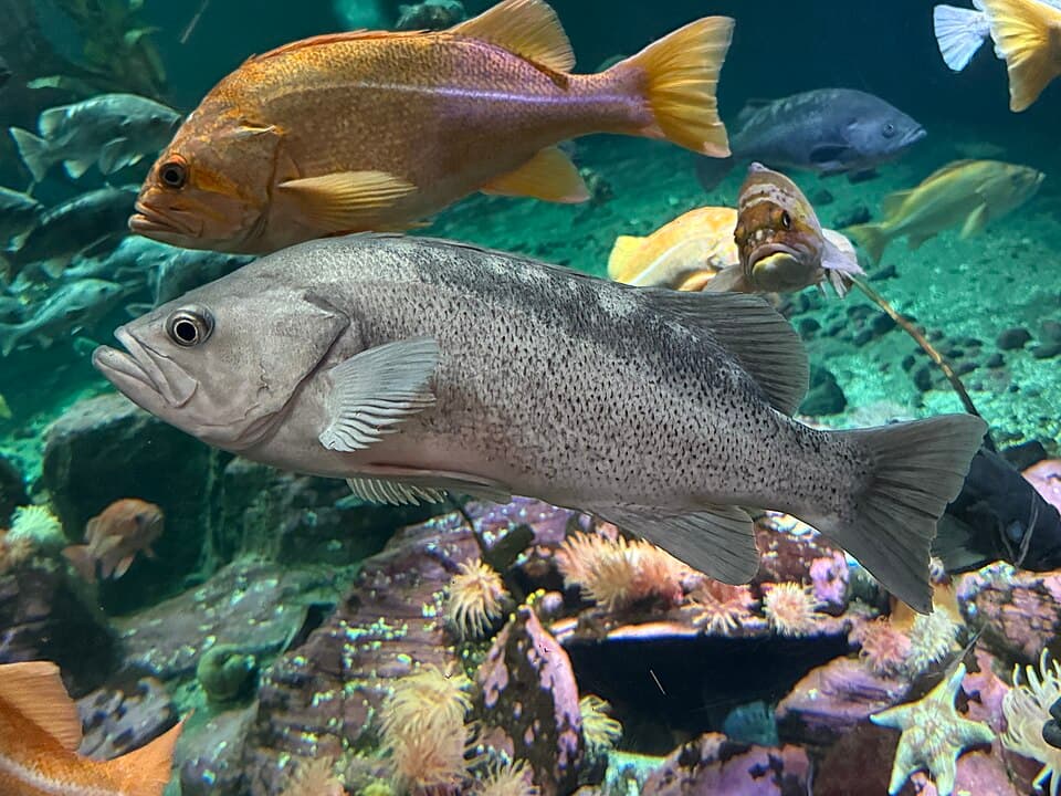 ภาพประกอบของ ปลา melanops (Sebastes melanops)