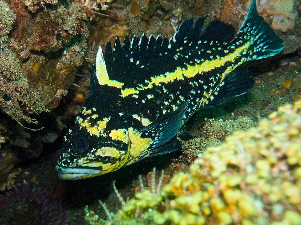 ภาพประกอบของ ปลา nebulosus (Sebastes nebulosus)