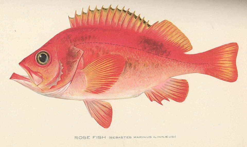ภาพประกอบของ ปลา norvegicus (Sebastes norvegicus)