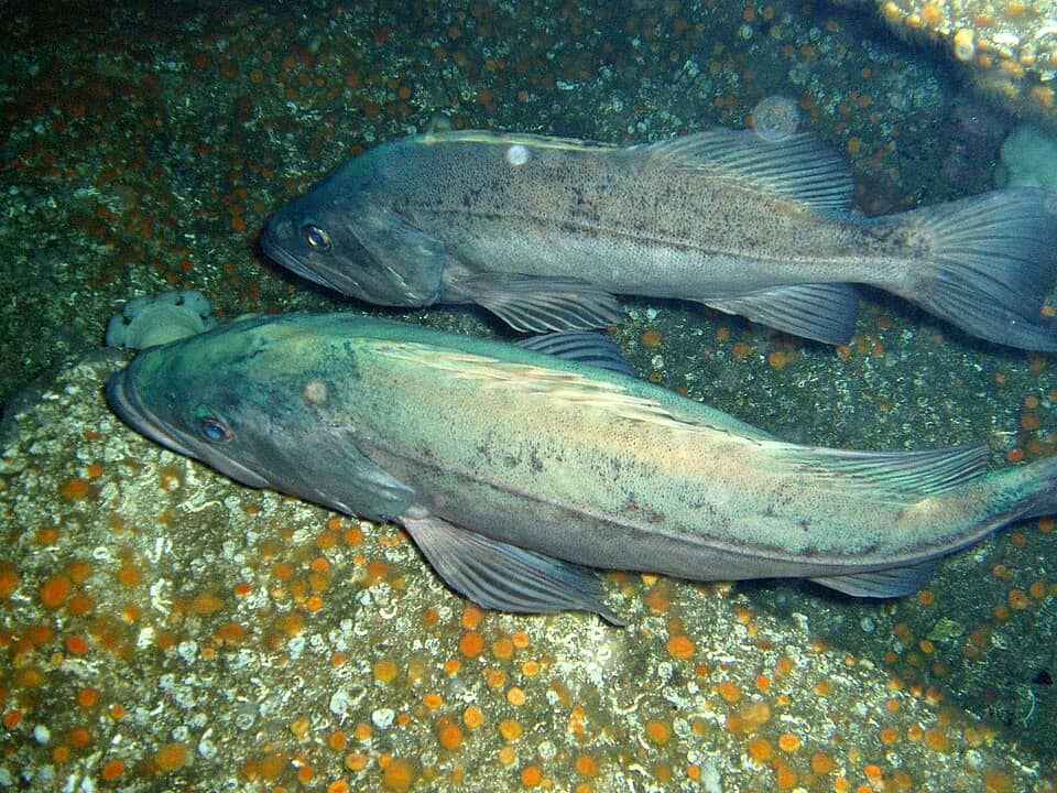 ภาพประกอบของ ปลา paucispinis (Sebastes paucispinis)