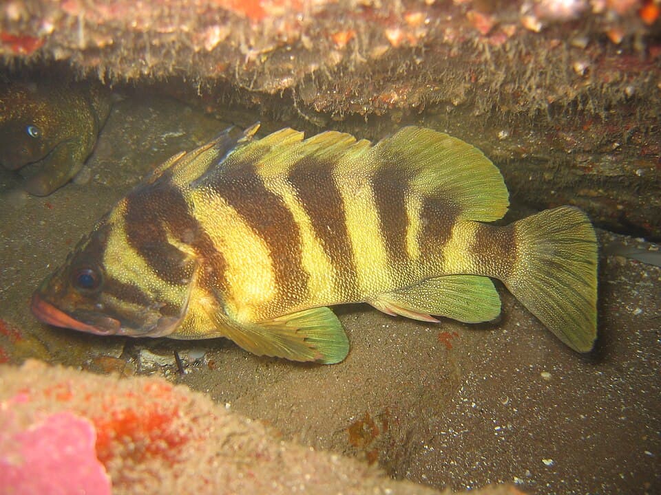 ภาพประกอบของ ปลา serriceps (Sebastes serriceps)
