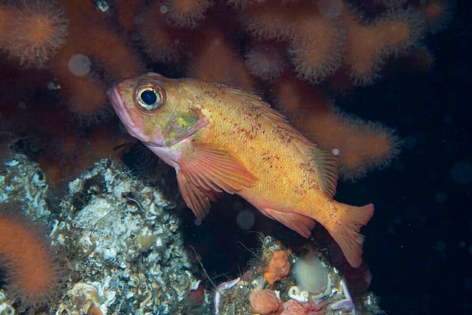 ภาพประกอบของ ปลา viviparus (Sebastes viviparus)
