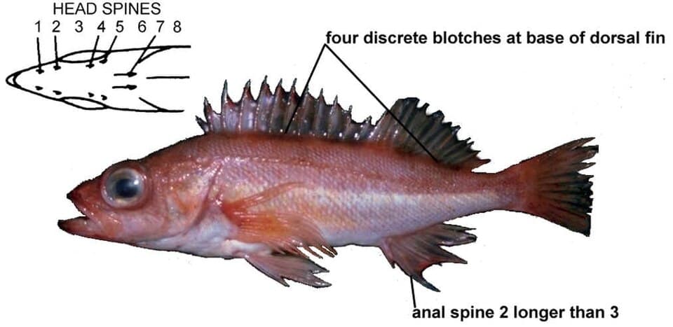 ภาพประกอบของ ปลา wilsoni (Sebastes wilsoni)