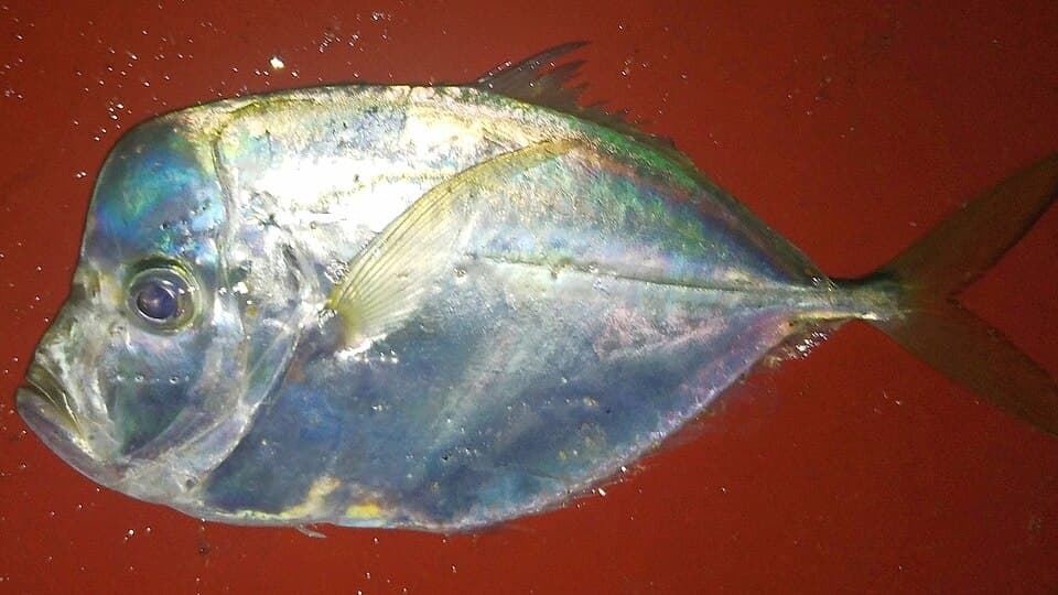 ภาพประกอบของ ปลา peruviana (Selene peruviana)
