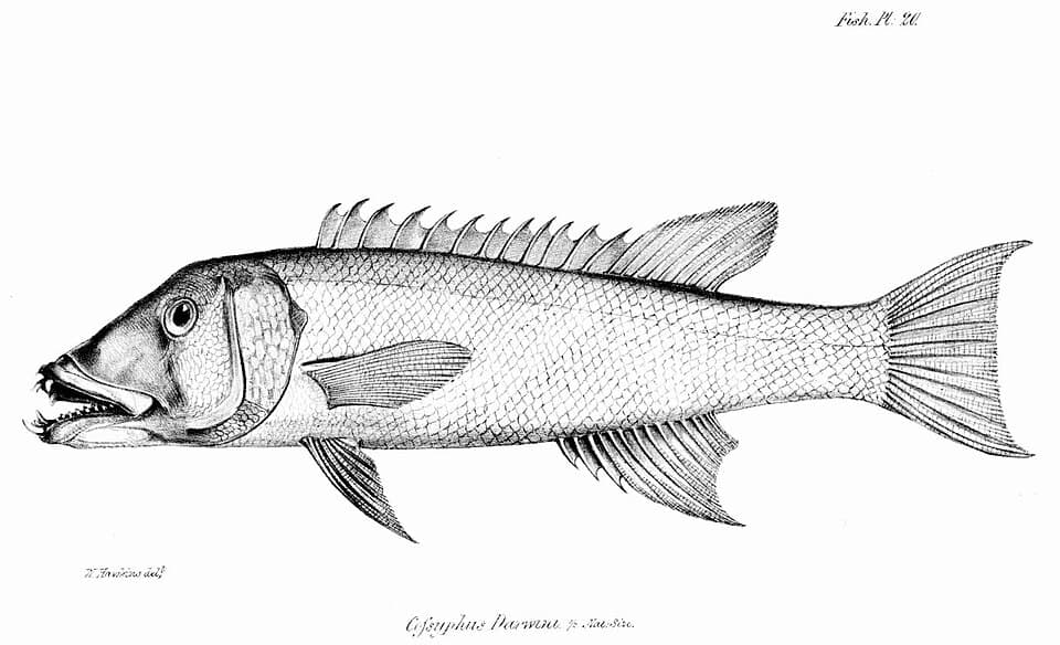 ภาพประกอบของ ปลานกขุนทอง darwini (Semicossyphus darwini)