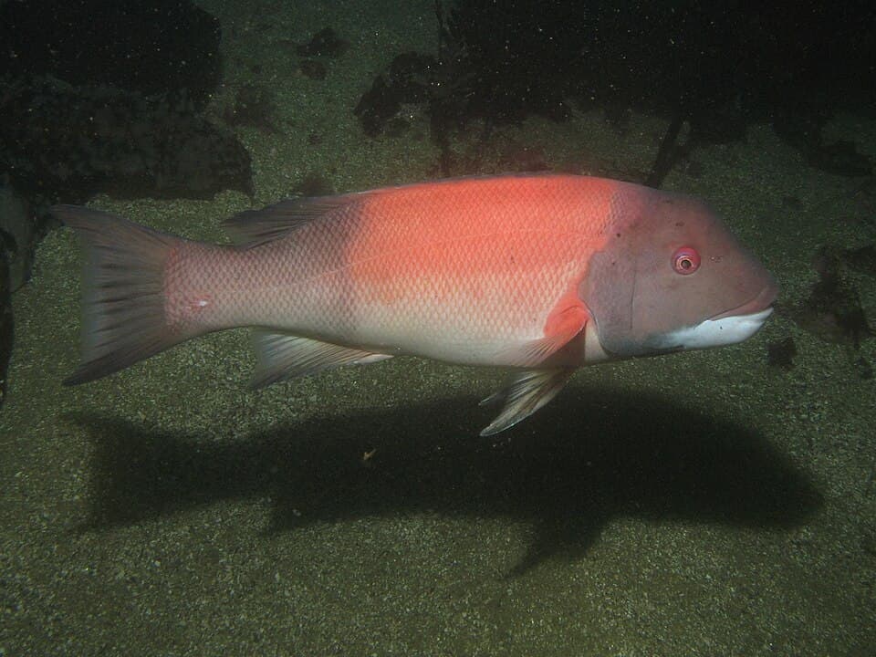 ภาพประกอบของ ปลาหัวแกะแคลิฟอร์เนีย (Semicossyphus pulcher)