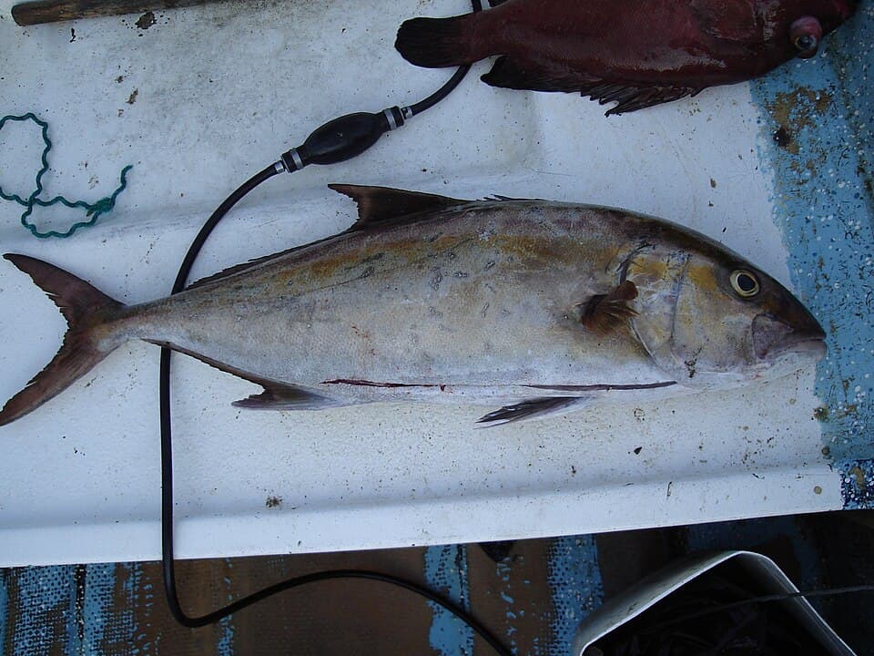ภาพประกอบของ ปลา peruana (Seriola peruana)