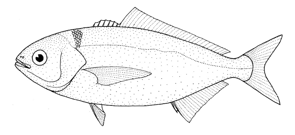 ภาพประกอบของ ปลา caerulea (Seriolella caerulea)