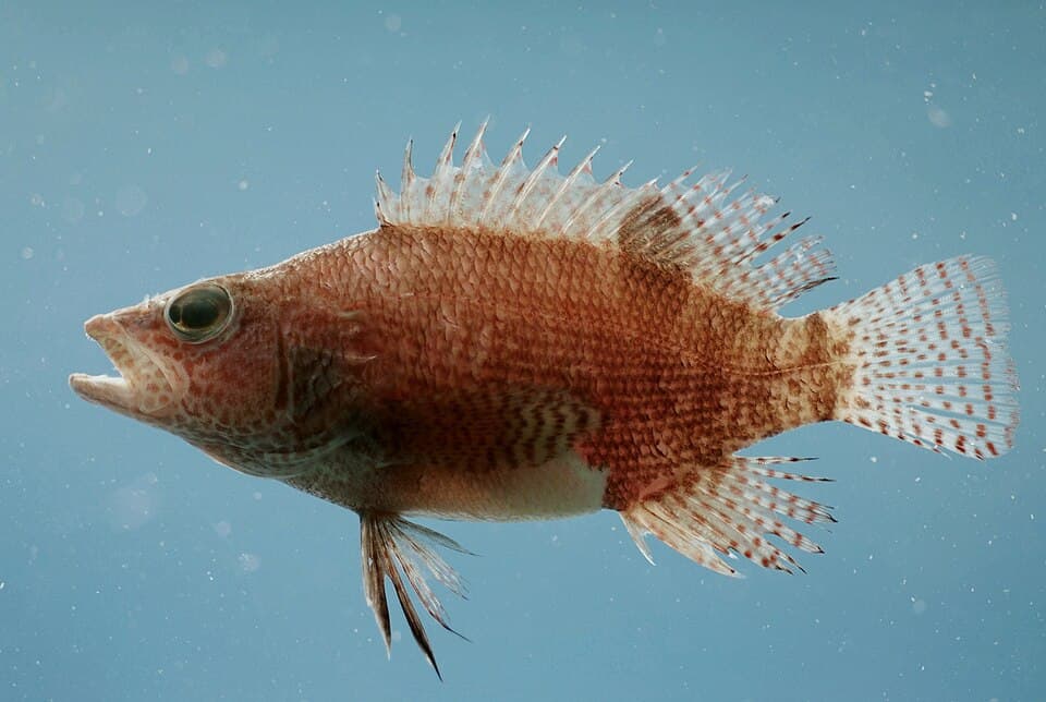 ภาพประกอบของ ปลากะรังจิ๋ว subligarius (Serranus subligarius)