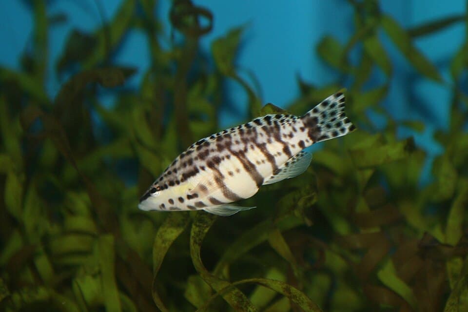 ภาพประกอบของ ปลากะรังจิ๋วลายตัวตลก (Serranus tigrinus)