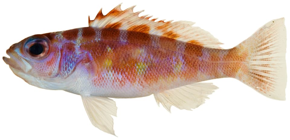 ภาพประกอบของ ปลากะรังจิ๋ว tortugarum (Serranus tortugarum)