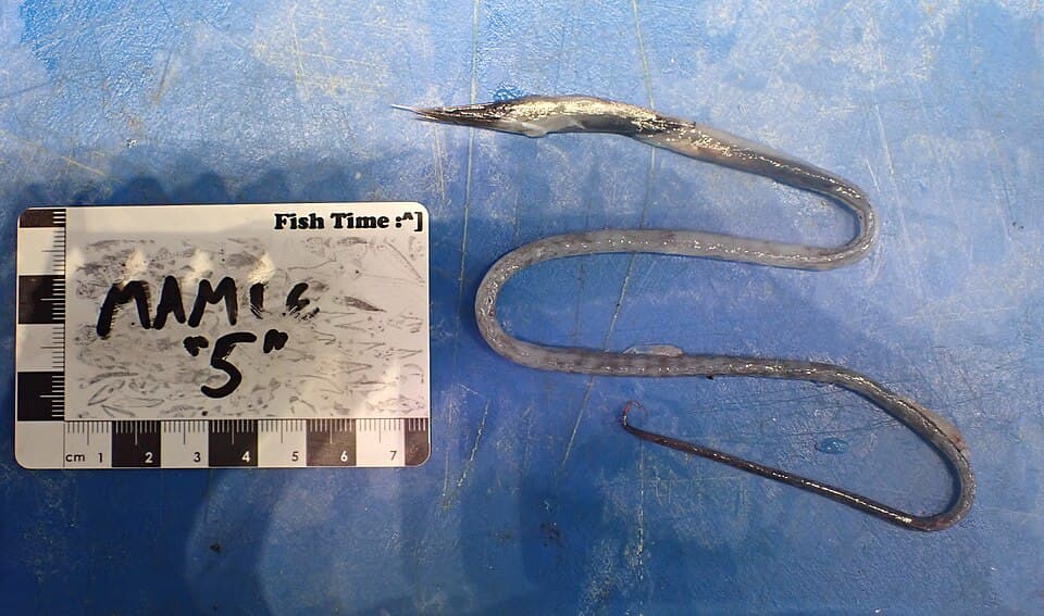 ภาพประกอบของ ปลา beanii (Serrivomer beanii)