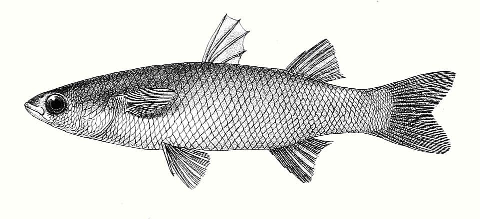 ภาพประกอบของ ปลา hamiltonii (Sicamugil hamiltonii)