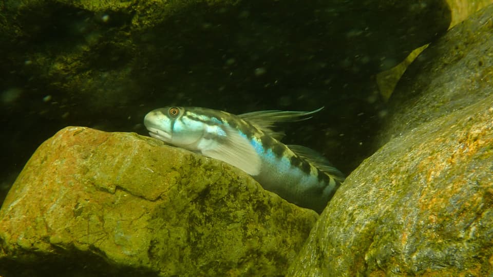 ภาพประกอบของ ปลาบู่บู่ (Sicyopterus cynocephalus)