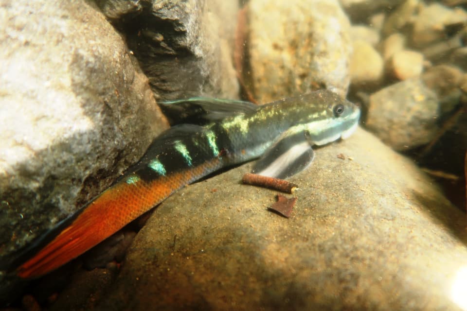 ภาพประกอบของ ปลาบู่บู่ (Sicyopterus eudentatus)