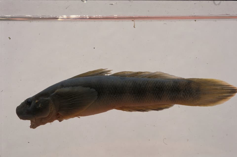 ภาพประกอบของ ปลาบู่ fasciatus (Sicyopterus fasciatus)