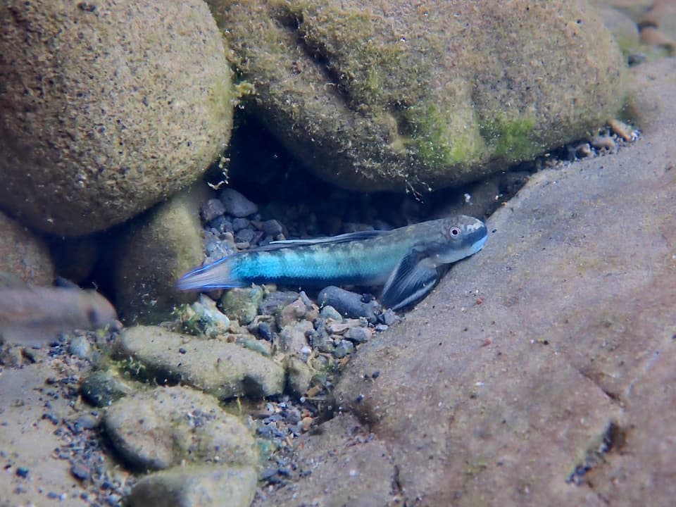 ภาพประกอบของ ปลาบู่ครีบเส้นด้ายบู่ (Sicyopterus longifilis)