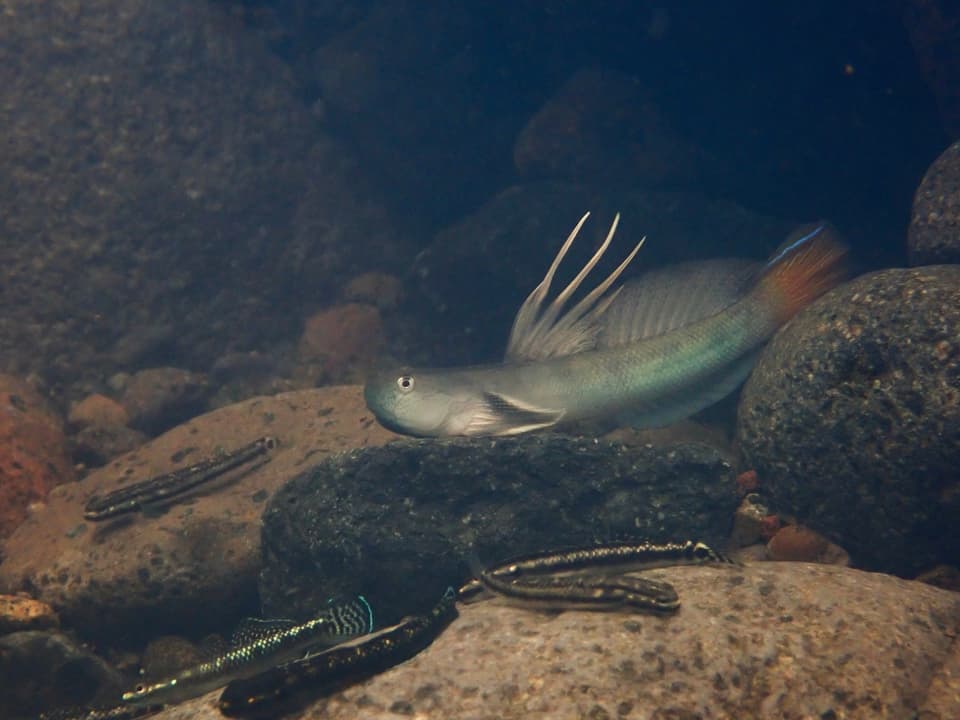 ภาพประกอบของ ปลาบู่ microcephalus (Sicyopterus microcephalus)