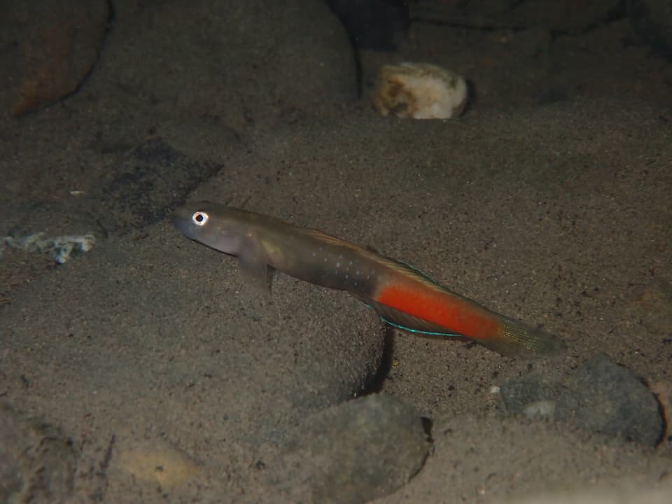 ภาพประกอบของ ปลาบู่ auxilimentus (Sicyopus auxilimentus)