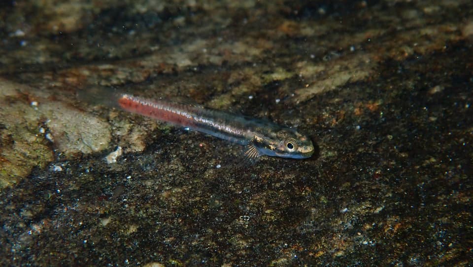 ภาพประกอบของ ปลาบู่ discordipinnis (Sicyopus discordipinnis)