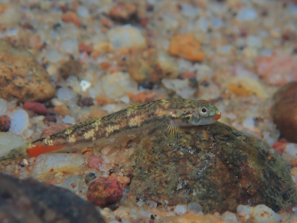 ภาพประกอบของ ปลาบู่ jonklaasi (Sicyopus jonklaasi)