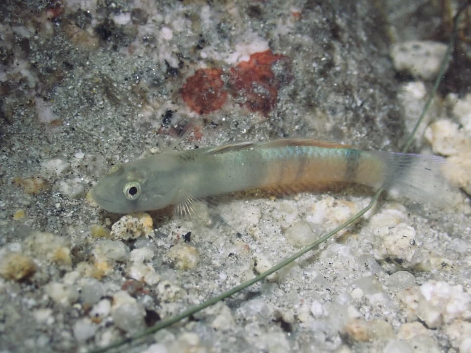 ภาพประกอบของ ปลาบู่ลวดลายวิจิตร (Sicyopus zosterophorus)