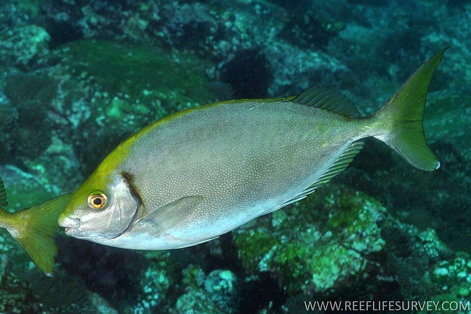 ภาพประกอบของ ปลาใบขนุน (Siganus fuscescens)