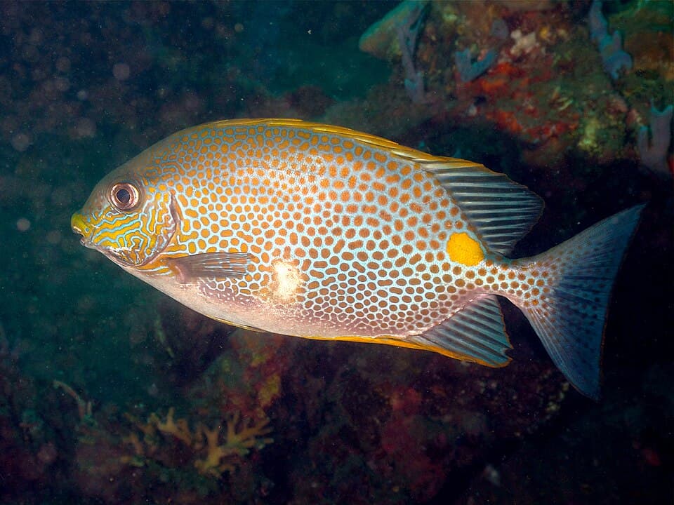 ภาพประกอบของ ปลาสลิดทะเลจุดทอง (Siganus guttatus)