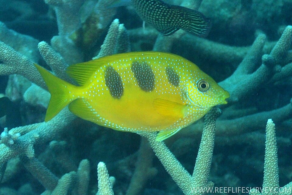 ภาพประกอบของ ปลาสลิดทะเลสามจุด (Siganus trispilos)
