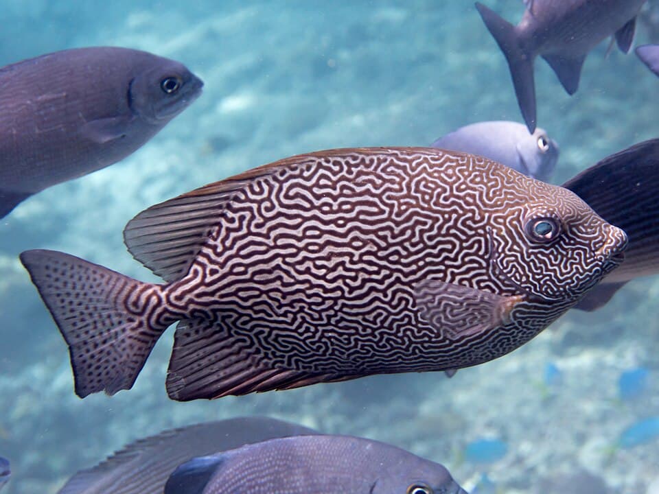 ภาพประกอบของ ปลาสลิดทะเลลาย (Siganus vermiculatus)