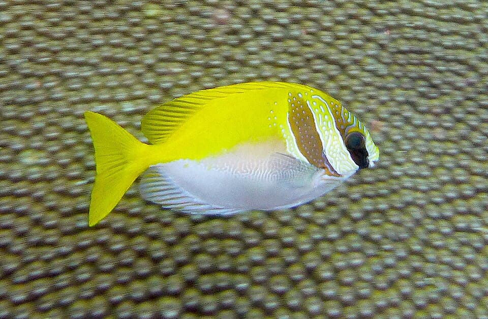 ภาพประกอบของ ปลาสลิดทะเล virgatus (Siganus virgatus)