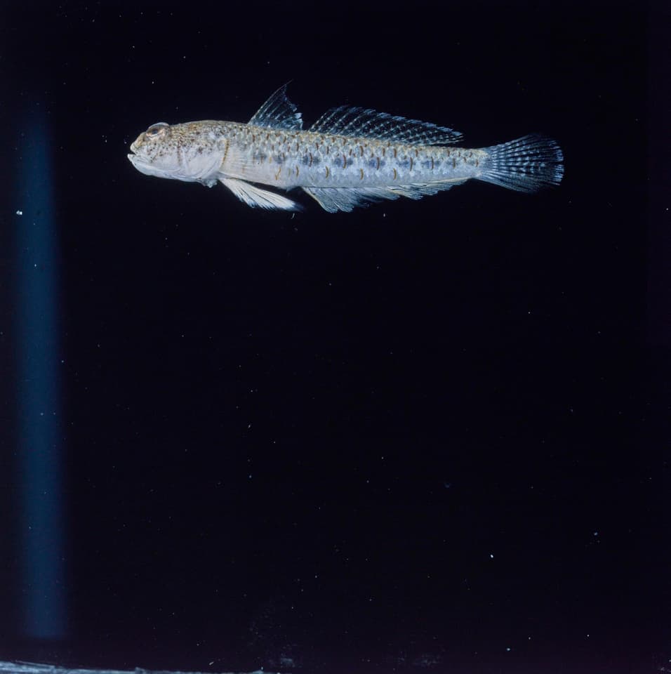 ภาพประกอบของ ปลาบู่ aegyptia (Silhouettea aegyptia)