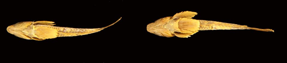 ภาพประกอบของ ปลาบู่ nuchipunctatus (Silhouettea nuchipunctatus)
