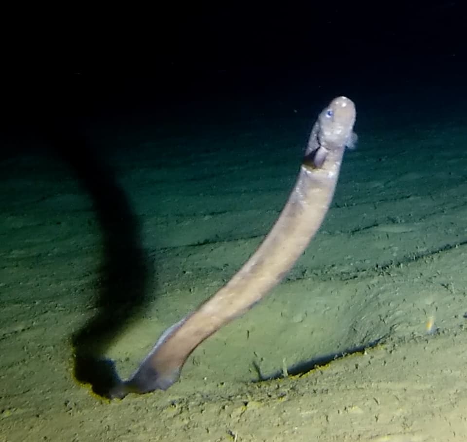 ภาพประกอบของ ปลา parasitica (Simenchelys parasitica)
