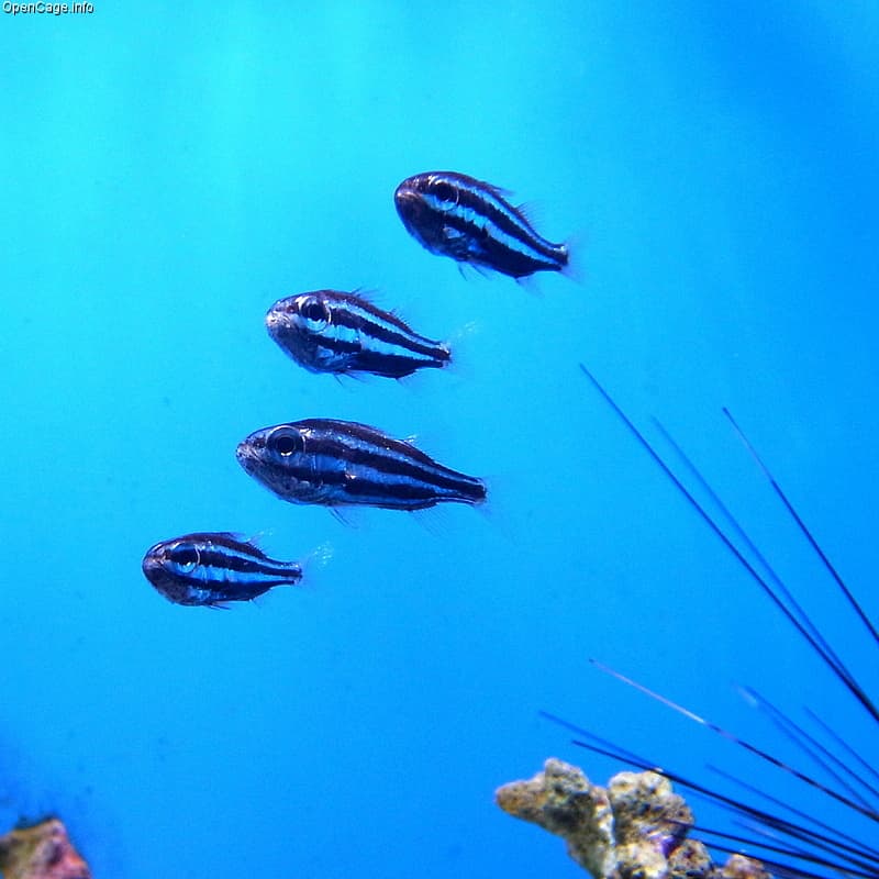 ภาพประกอบของ ปลาอมไข่ tubifer (Siphamia tubifer)