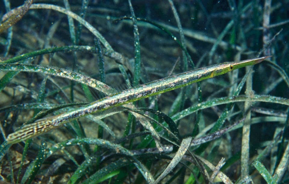 ภาพประกอบของ ปลา argyrophanes (Siphonognathus argyrophanes)