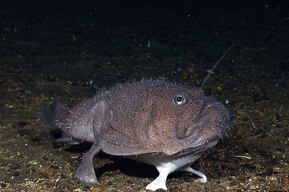 ภาพประกอบของ ปลา remiger (Sladenia remiger)