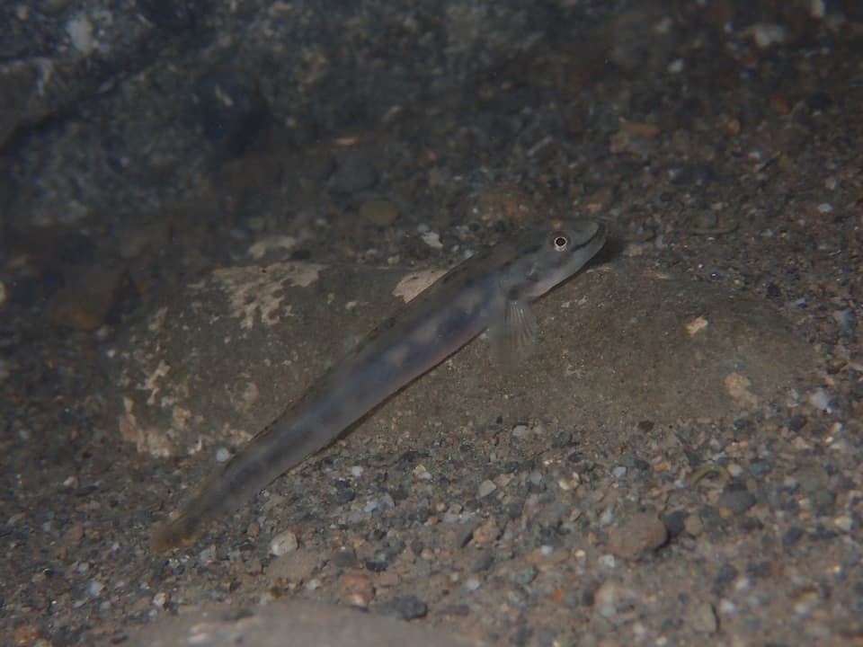 ภาพประกอบของ ปลาบู่บู่ (Smilosicyopus leprurus)