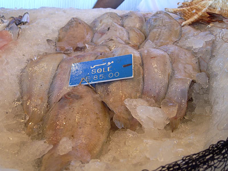 ภาพประกอบของ ปลา aegyptiaca (Solea aegyptiaca)