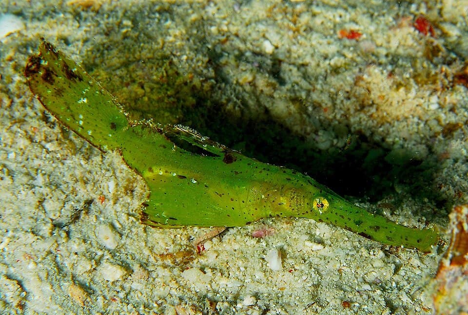 ภาพประกอบของ ปลา cyanopterus (Solenostomus cyanopterus)