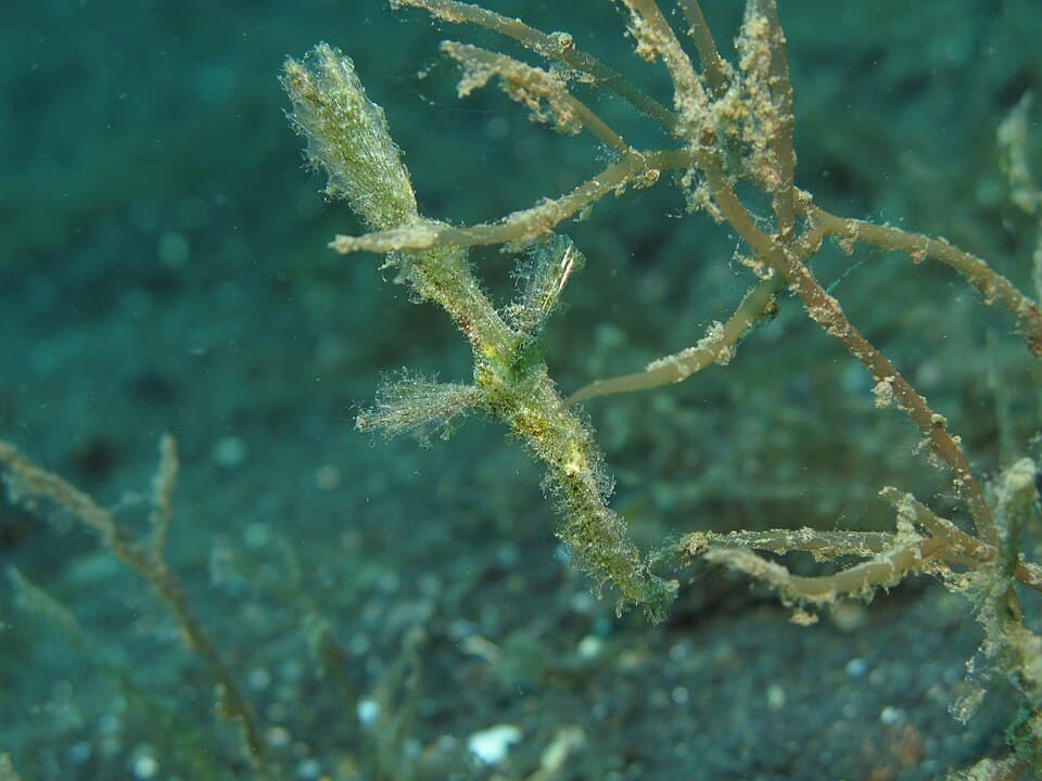 ภาพประกอบของ ปลา paegnius (Solenostomus paegnius)